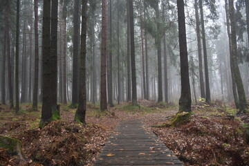 path in the woods