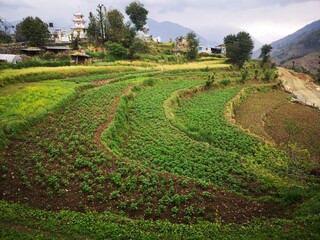 terraced farm field in hilly countryside of nepal