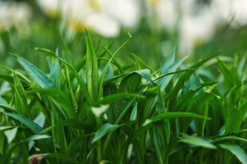 Green, grass and growth in outdoor nature, peace and ecology in countryside or sustainable environment. Plant, ecosystem and botanical garden and biology in forest or woods, lawn and healthy bush