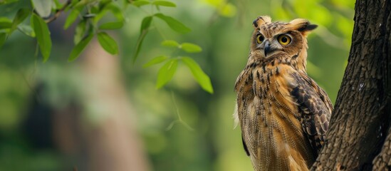 Obraz premium A Brown Fish Owl is perched gracefully on a sturdy tree branch, overlooking its surroundings with keen eyes. The owls feathers are camouflaged against the bark of the tree, blending seamlessly into