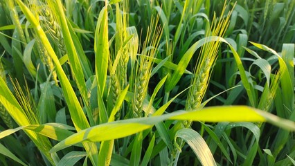 Wheat field 