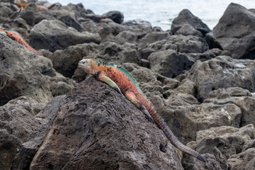 Marine iguana sleeping on black lava rock in Galapagos Islands, Ecuador