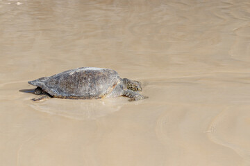 green sea turtle Chelonia mydas relax on beach, Galapagos, Ecuador, South America