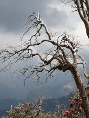 The skeletal tree stands tall, void of foliage, its branches bare and naked against the grey winter sky.