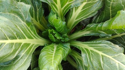 Closer view of the beetroot plant 