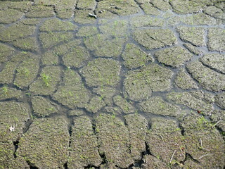 ひび割れた農地を水が潤す