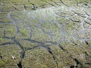 ひび割れた農地を水が潤す