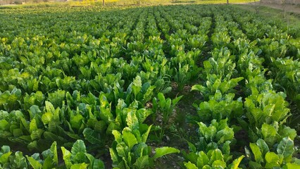 Fototapeta na wymiar Beetroot salad field 
