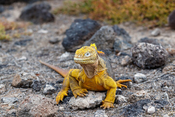 Land iguana endemic to the Galapagos islands, Ecuador