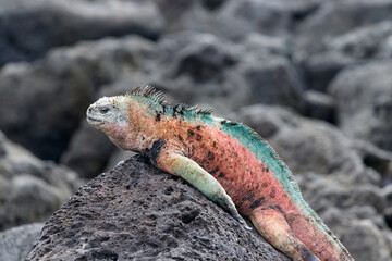 Marine iguana sleeping on black lava rock in Galapagos Islands, Ecuador