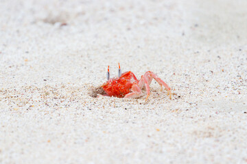 Ghost Crab Ocypode gaudichaudii coming out of hole in sand Galapagos Islands, Ecuador