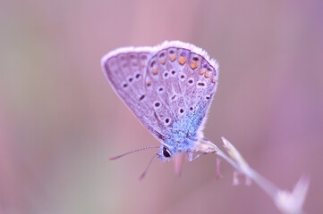 A small butterfly on a flower. Fabulous nature.