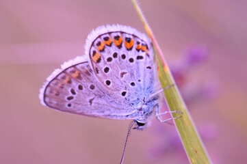A small butterfly on a purple background. Fabulous nature.