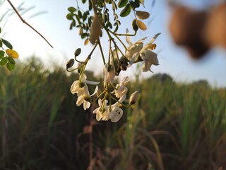 close-up of moringa blossom of white colors