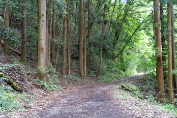 Trail from the Yakeyama trailhead to Yakeyama, Tanzawa area