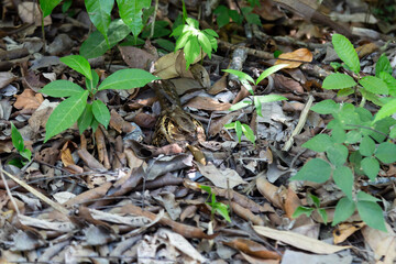 High angle view of common pauraque (Nyctidromus albicollis) nesting on the ground in a leaf litter, Manuel Antonio, Costa Rica