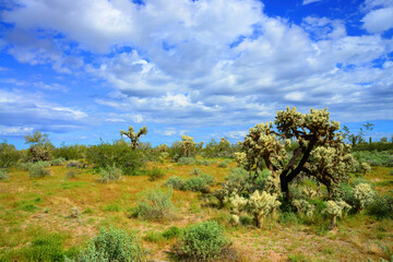 Fototapeta na wymiar Sonora Desert Arizona
