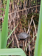 frog in the pond
