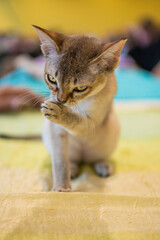 Kot singapurski, drain cat, kucinta, singapura pozujący podczas zabawy. © smoku7979
