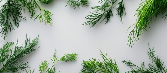 Close-up view of vibrant green dill plants growing on a clean white surface. The leaves are lush and the stems are sturdy, showcasing the freshness of the herbs.