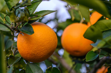 Orange garden with oranges in spring. Trees with fruits. 9