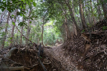 Trail from the Yakeyama trailhead to Yakeyama, Tanzawa area