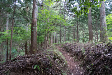 Trail from the Yakeyama trailhead to Yakeyama, Tanzawa area