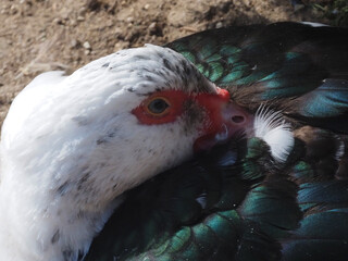 Wild ducks sunbathing by the pond