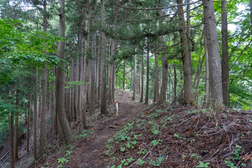 Trail from the Yakeyama trailhead to Yakeyama, Tanzawa area