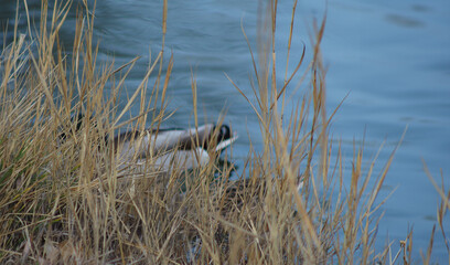 Wild ducks swimming in a pond