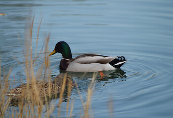 Wild ducks swimming in a pond