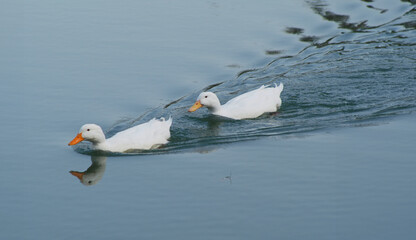 White ducks swimming in a pond