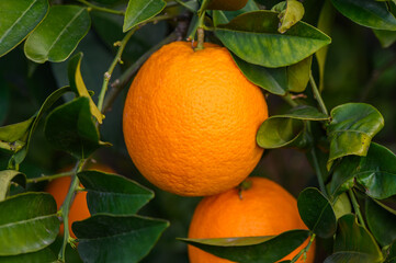 An orange tree in the Orange Orchard at the final harvest of each season.3