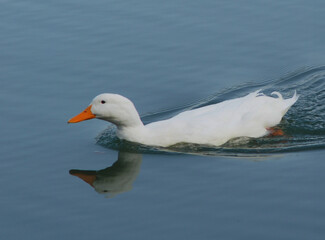 White ducks swimming in a pond