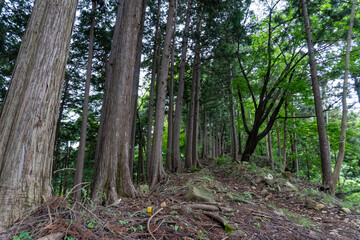 Trail from the Yakeyama trailhead to Yakeyama, Tanzawa area