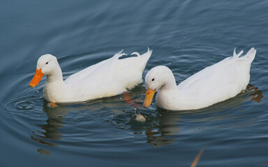 White ducks swimming in a pond