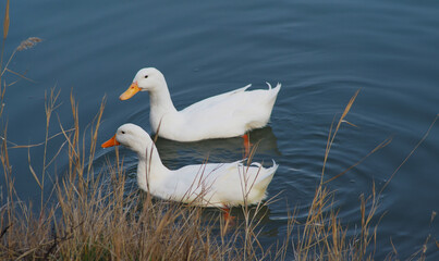 White ducks swimming in a pond