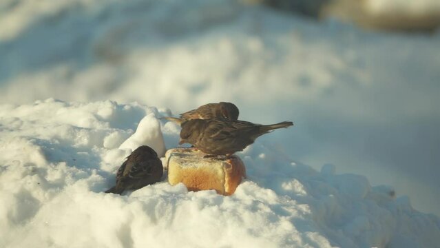 Sparrows eat and fight for a piece of bread, slow motion