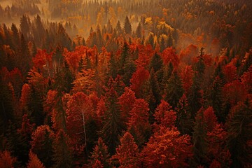 Fototapeta na wymiar temperate deciduous forest, Autumn forest orange red ancient forest and pine carpet oak beech maple tree willow mysterious colorful leaves trees nature changing seasons landscape Top view background