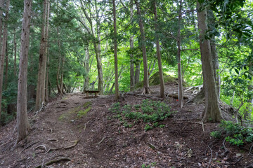 Trail from the Yakeyama trailhead to Yakeyama, Tanzawa area