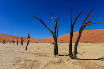 Waiting - Sossusvlei, Deadvlei - a clay pan with dead camel thorn trees and sand dunes as a backdrop