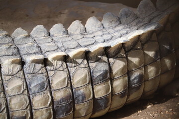 crocodile skin pattern at sunny day