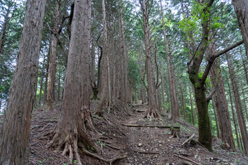 Trail from the Yakeyama trailhead to Yakeyama, Tanzawa area