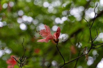 Trail from the Yakeyama trailhead to Yakeyama, Tanzawa area