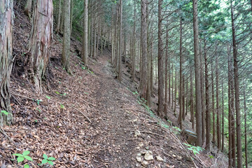 Trail from the Yakeyama trailhead to Yakeyama, Tanzawa area
