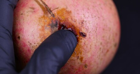 rotten unpleasant pomegranate fruit, a close-up of a pomegranate with spots from rotting and spoiling fruit