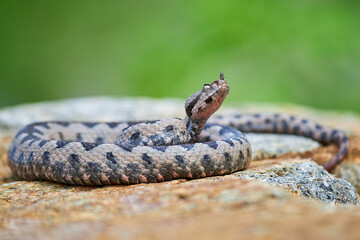 Nose-Horned Viper male preparing to strike (Vipera ammodytes)