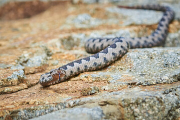 Nose-Horned Viper male preparing to strike (Vipera ammodytes)