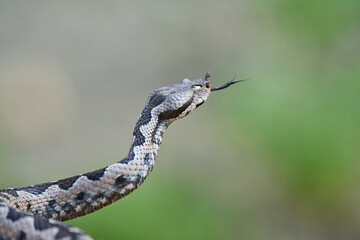 Nose-Horned Viper male preparing to strike (Vipera ammodytes)