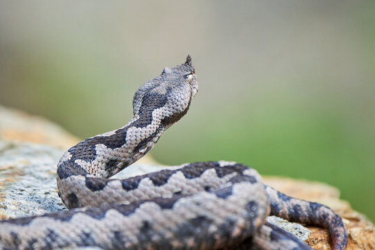 Nose-Horned Viper male preparing to strike (Vipera ammodytes)